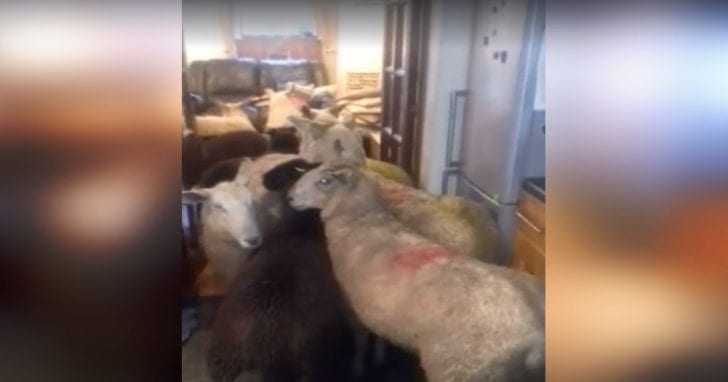 sheepdog farmer's living room