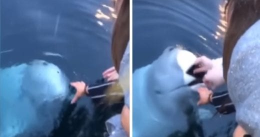 Woman Drops Phone In Water, Polite Beluga Whale Dives In And Brings It Back