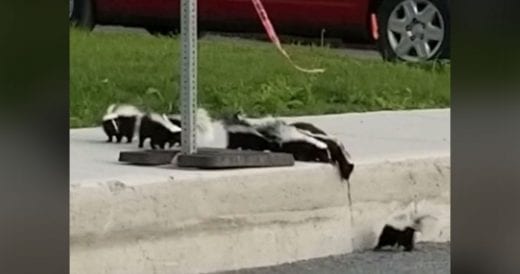 Momma Skunk Helps Babies Climb Up The Curb When They’re Stranded