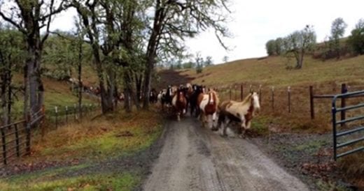 110 Horses Freely Gallop To The Pasture In A Perfect Line