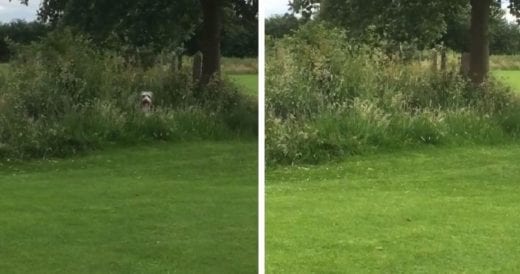 Stubborn Dog Hides In The Bushes Whenever Mom Says It’s Time To Leave The Park