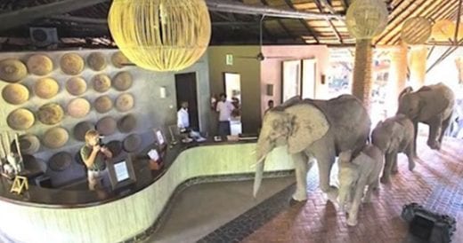 Herd Of Wild Elephants Makes Annual Trip To Lodge For One Purpose Only