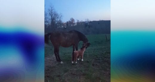 Real Horse Meets Stuffed Horse In A Field, Her Reaction Is Priceless