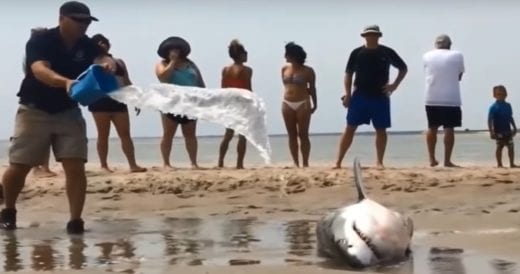 Bystanders Save Great White Shark Stranded On The Beach