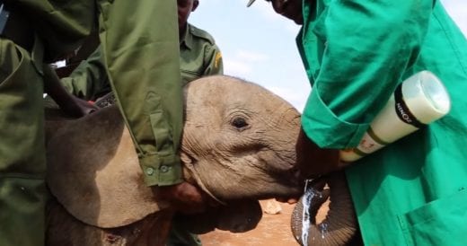 Wildlife Rehab Center Saves Starving Baby Elephant Separated From Her Family