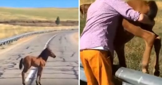 Frightened Baby Horse Is Stuck On The Highway, Man Pulls Over To Reunite Him Wit...