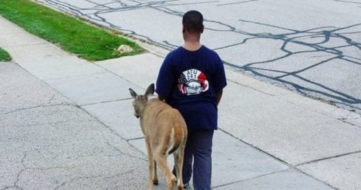 10-Year-Old Boy Cares For Blind Deer That Wanders Around His Neighborhood