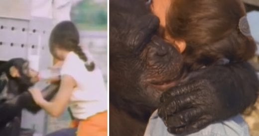 Woman Who Raised Chimpanzees In College Finally Reunites With Them 18 Years Late...