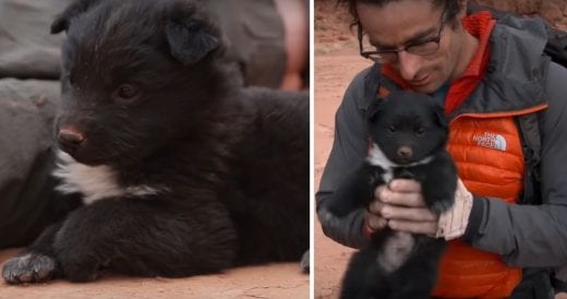 Travelers Rescue Abandoned Puppy In The Desert And Take Him On A Road Trip