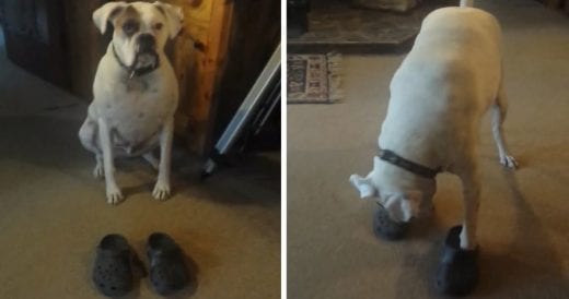 Silly Boxer Tries On A Pair Of Crocs And Takes Them For A Walk