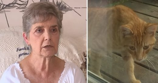 79-year-old Woman Gets Sent To Jail For Feeding Stray Cats In Her Neighborhood