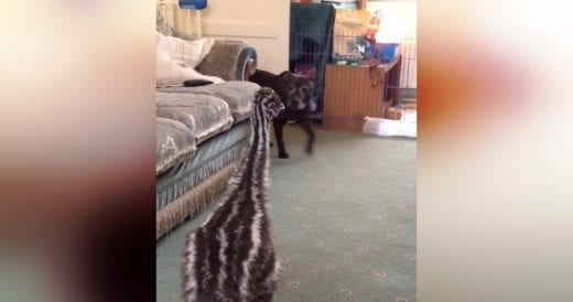 Baby Emu Starts Running In Circles When Dog Enters The Room