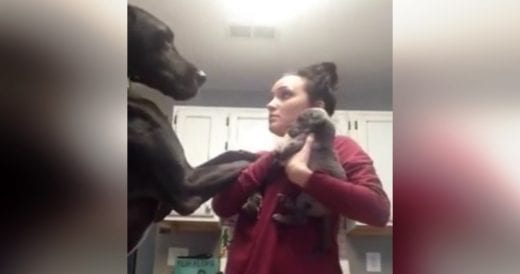 Great Dane Throws Tantrum When Mom Brings Home New Puppy