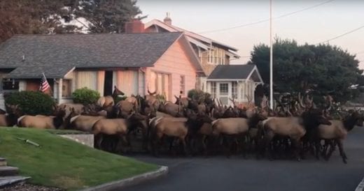 Massive Herd of Elk Gathers Around An Oregon Home In Heart Racing Footage