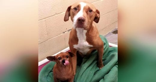 Man Goes To Shelter To Adopt A Pit Bull, Ends Up Leaving With A Chihuahua Too