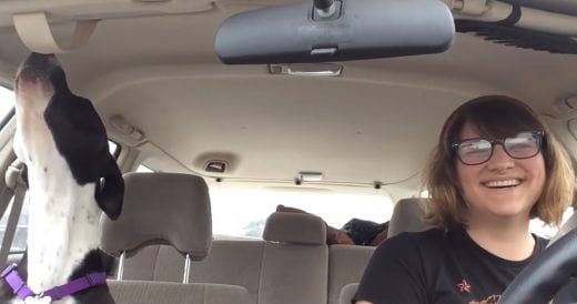 Dog Starts Singing Along To Michael Jackson Song When Mom Turns On The Car Radio