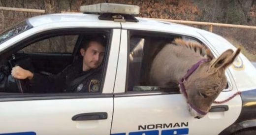 Kind Cop Brings Stranded Donkey To Safety In The Backseat Of His Police Car