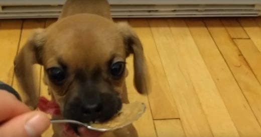 Tiny Puppy Tries Peanut Butter For The First Time And Goes Buck Wild