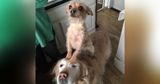 Small Dog Hops On Golden Retriever’s Back To Get Treats From Her Owner