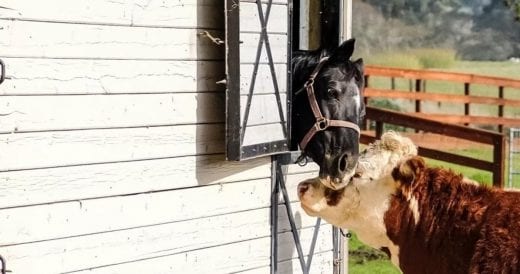 Sweet Cow Gets Rescued And Becomes Best Friends With Stallion