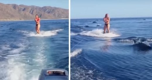 Woman Is Wakeboarding In Ocean When A Pod Of New Friends Joins Her