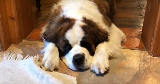 Saint Bernard Surrendered To An Animal Shelter Gets Perfect Forever Home