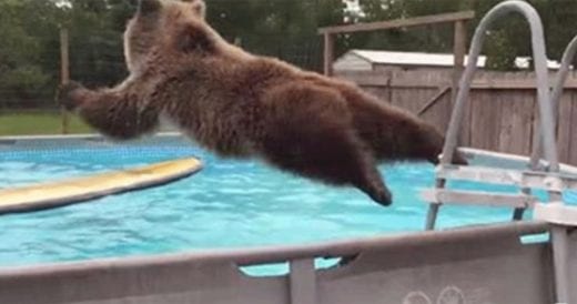 Bruiser Is A Happy Bear When He Belly Flops Into The Pool