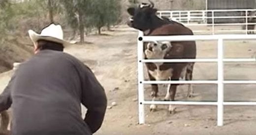 Cow Calls For Her Missing Baby After He Appears Through Fence And Gets Reunited