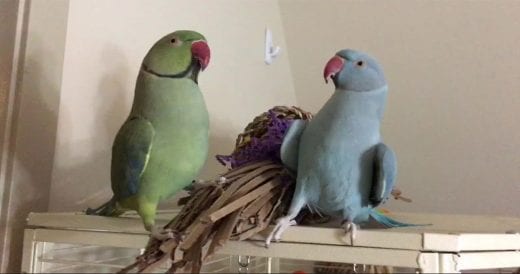 Parrot Brothers Kiss And Talk To Each Other In English