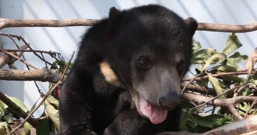 Baby Sun Bear Learns How To Walk And Climb Despite Spinal Problems