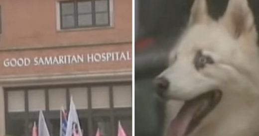 Devoted Dog Sneaks Out Of The House To Locate His Owner In The Hospital