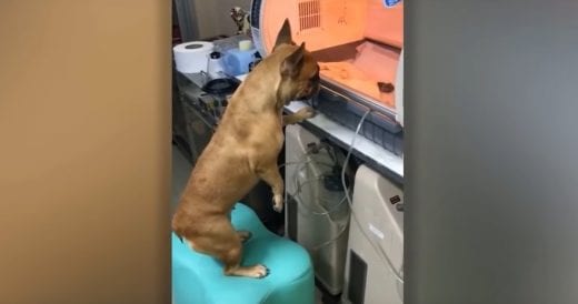 Concerned Momma Dog Stays With Premature Incubated Puppies To Make Sure They’r...