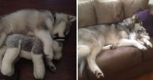 Malamute Tears Up Every Toy, Except Her Favorite Stuffed Animal From Puppyhood