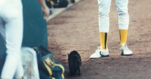 Stray Cat Interrupts Baseball Game, Inspiring Man And Wife To Open Up No-Kill An...