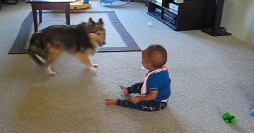 Dog Is Having The Best Time Ever Playing With Baby Laughing Out Loud