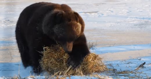 Rescued Grizzly Bear Has The Time Of Her Life Playing With A Hay Bale