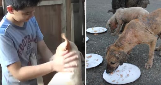 Young Boy Spends All His Money To Feed Hungry Stray Dogs And Eventually Starts N...