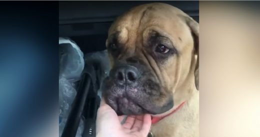 Lonely Bullmastiff Walks Over 100 Miles To Find Her Family After They Neglected ...