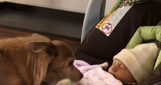 Delighted Chihuahua Meets His Human Baby Sister For The First Time