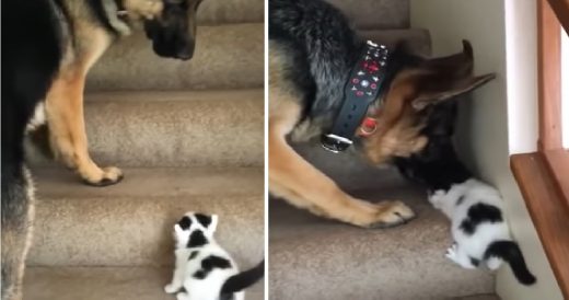 Caring German Shepherd Helps Struggling Kitten Walk Up The Stairs