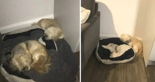 Loyal Dog Still Sleeps Next To His Brother’s Bed A Year After He Passes Away