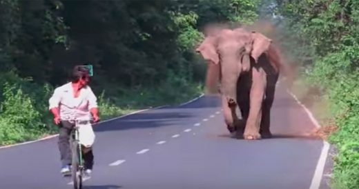 Elephant Shoos Away Cyclist To Make Way For Her Family To Cross The Road