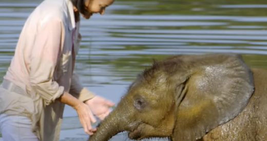 Orphaned Baby Elephant Overcomes His Fear Of Water After He Nearly Drowned