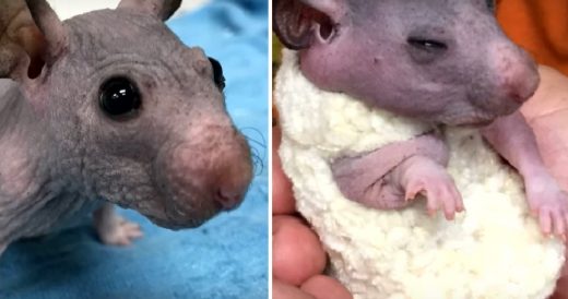 Hairless Hamster Gets A Tiny Handmade Sweater to Keep Her Warm