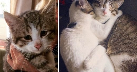 Fearful Kitty Rescued From Dumpster Becomes New Cat Once She Meets Her Adopted B...