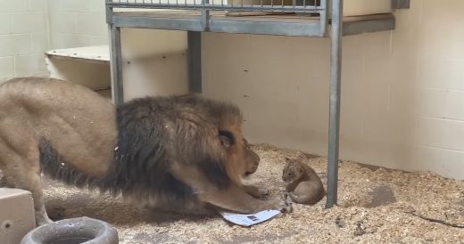 Daddy Lion Meets His Newborn Cub For The Very First Time