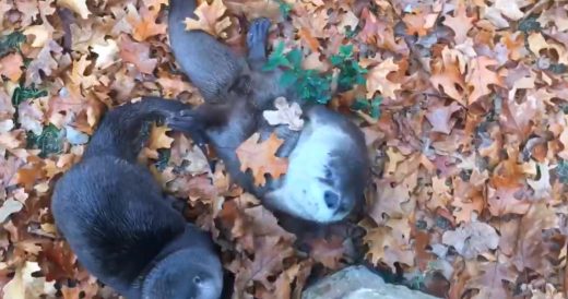 Group Of Baby Otters Play In The Leaves For The First Time