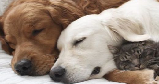 Mellow Golden Retriever Helps Calm Down His Animal Siblings