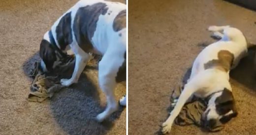 Deployed Serviceman Mails His Used Shirt Home To Cheer Up His Depressed Dog