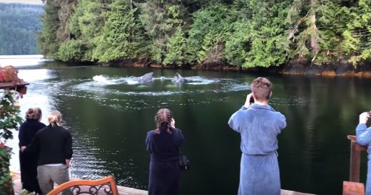 Whales Surface From Water To Put On Impromptu Performance For Tourists